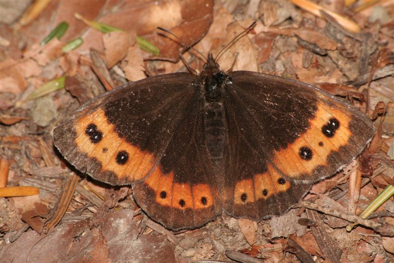 Lepidotteri romagnoli da determinare
